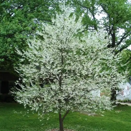 Изображение цветущее растение