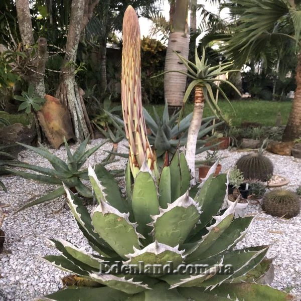 Зображення Агава Отеро  - Agave oteroi