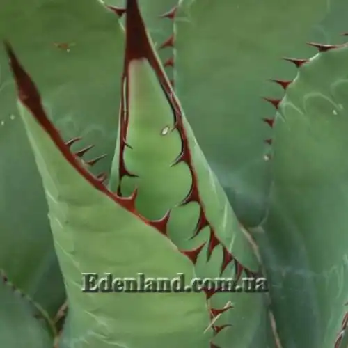 Изображение Агава Джентри - Agave gentryi