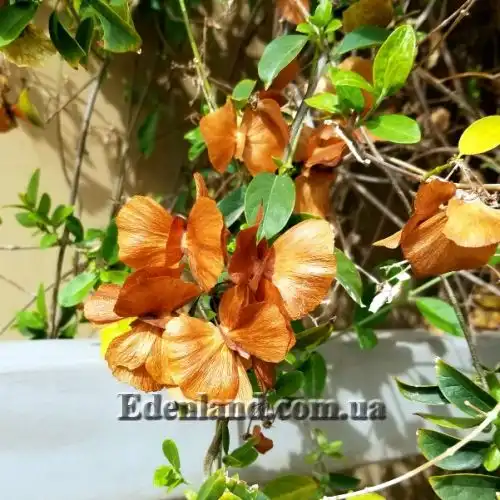 Изображение Масканья крупнокрылая - Mascagnia macroptera