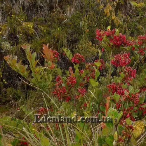Изображение куст в природе