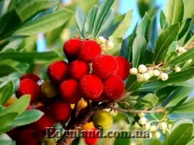 Новое поступление продукции. Август 2018