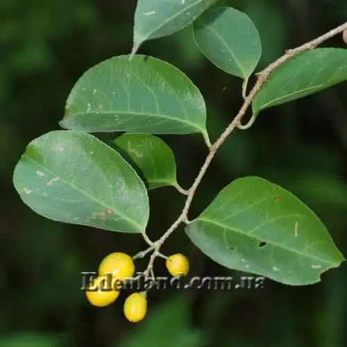 Изображение Целаструс метельчатый - Celastrus paniculatus