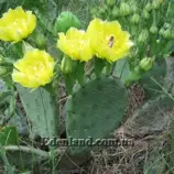 Изображение Опунция сжатая - Оpuntia compressa