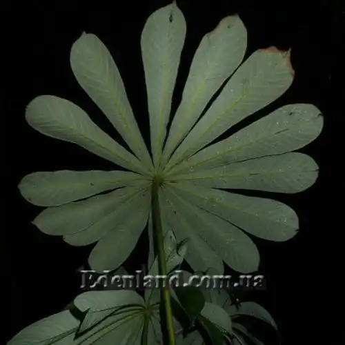 Зображення Мусанга цекропієвидна - Musanga cecropioides