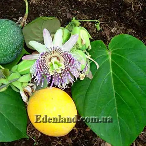 Пассифлора язычковая - Passiflora ligularis