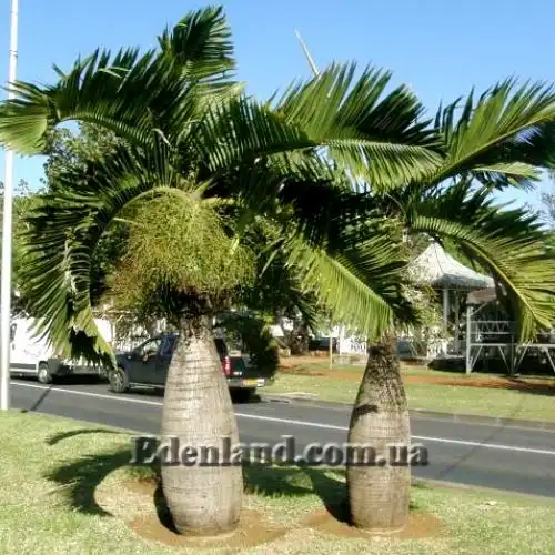 Изображение Хиофорбе бутылочноствольная - Hyophorbe lagenicaulis