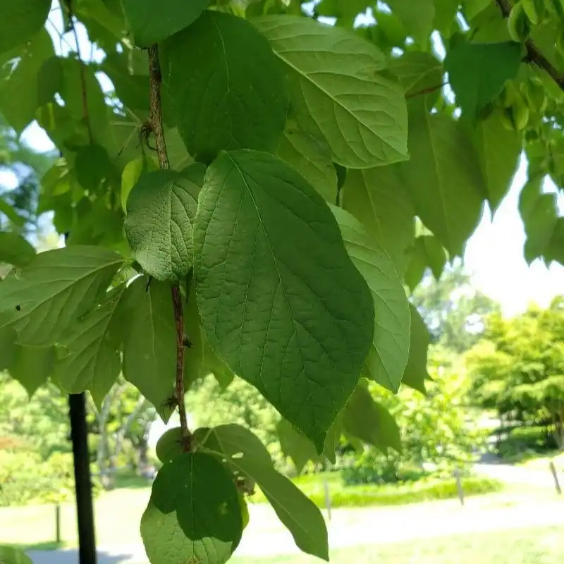 Изображение листья