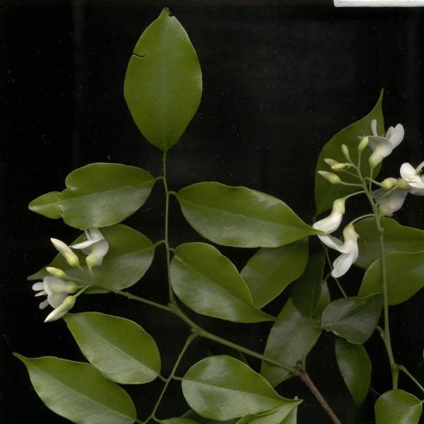 Изображение Крейбия Циммермана   - Craibia zimmermannii