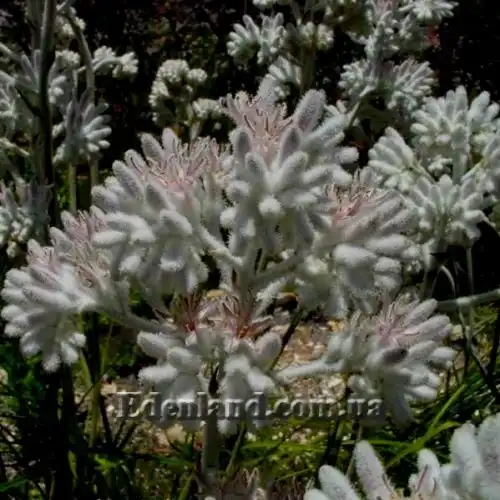 Изображение Ланария мохнатая - Lanaria lanata