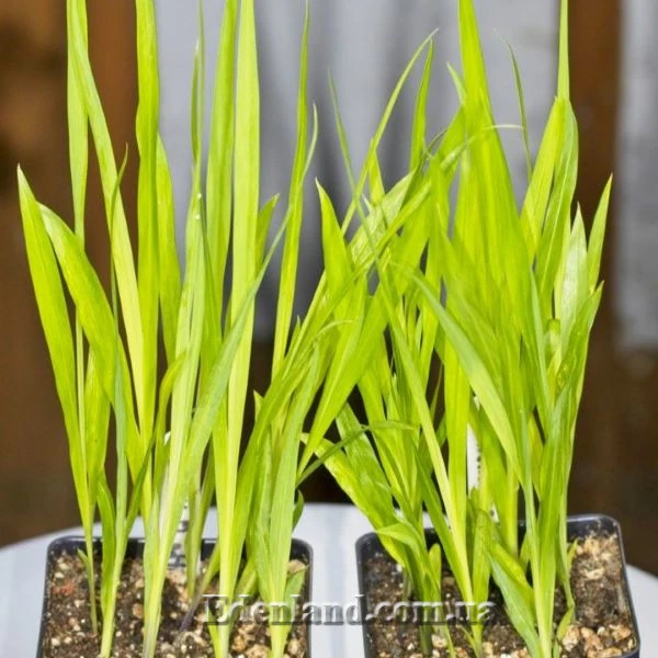 Изображение сеянцы