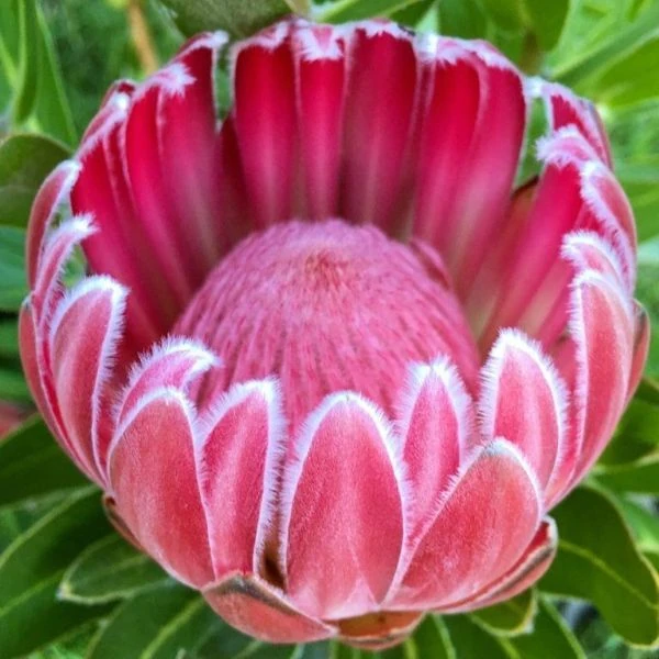 Протея компактна - Protea compacta 