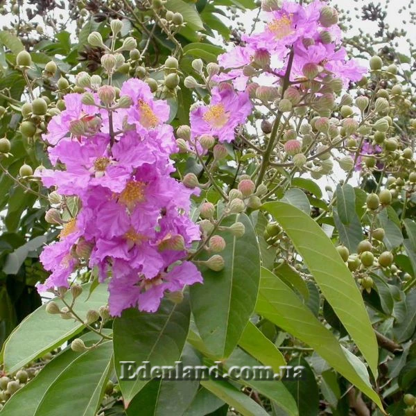 Изображение Лагерстремия красивая - Lagerstroemia speciosa