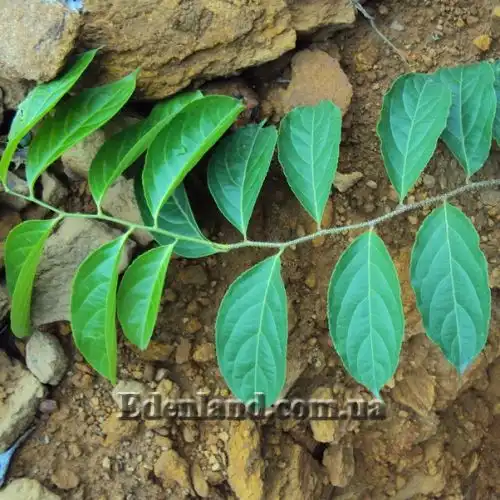 Изображение Целаструс метельчатый - Celastrus paniculatus