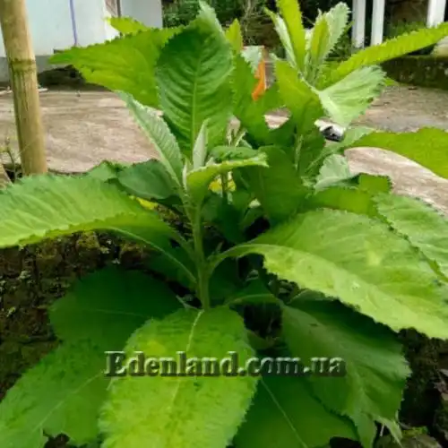 Изображение Блюмея бальзамическая - Blumea balsamifera