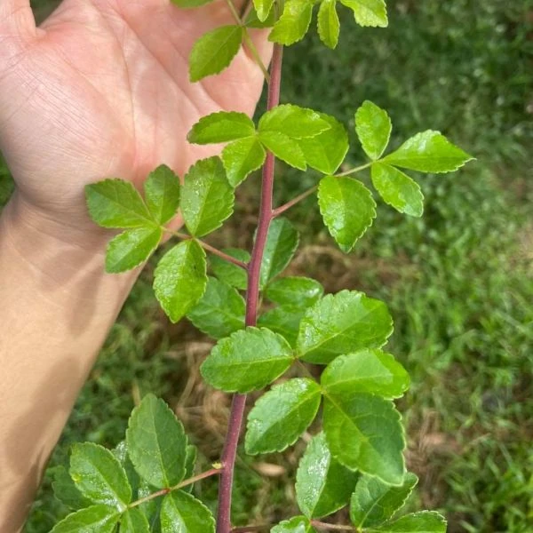 Зображення Комміфора Емінії  - Commiphora eminii    