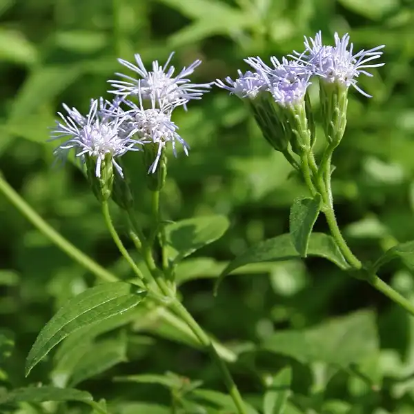 Изображение Хромолена душистая  - Chromolaena odorata