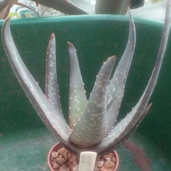 Зображення Алое Чабаудії - Aloe chabaudii