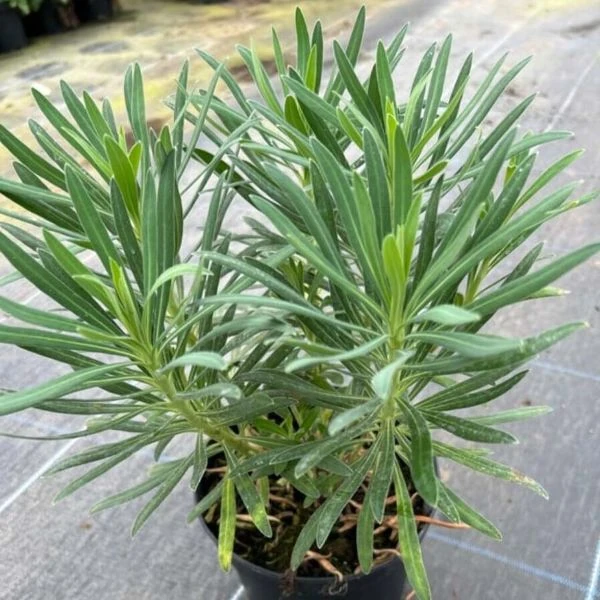 Зображення Молочай (Єуфорбія) середземноморський - Euphorbia Characias