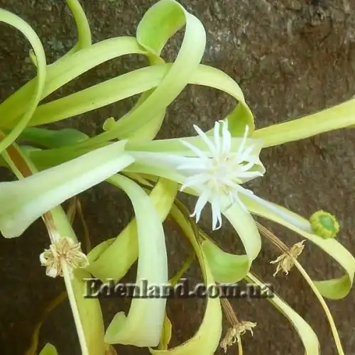 Изображение Туррея обильноцветущая - Turraea floribunda