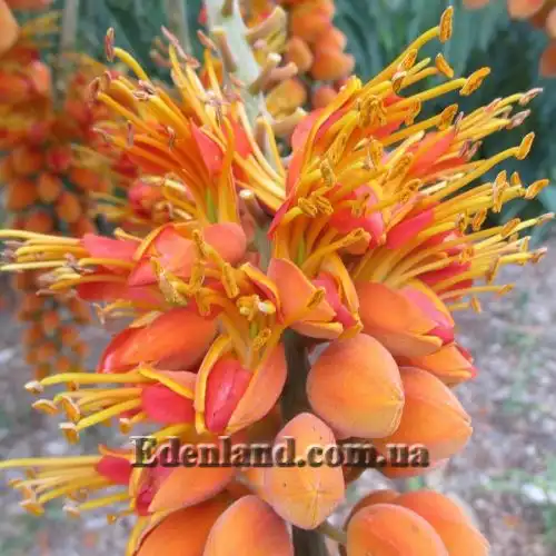 Зображення Кольвілея кістиста - Colvillea racemose