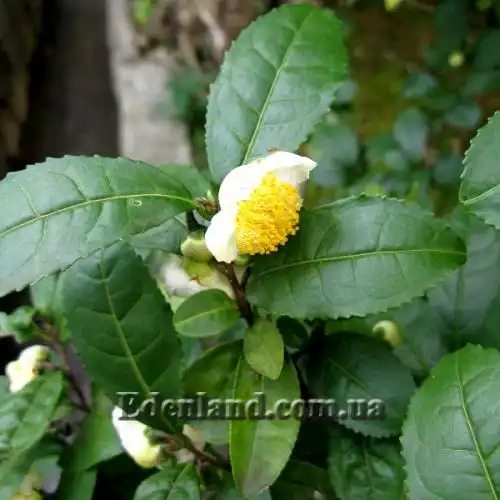 Зображення Камелія китайська, Чайний кущ - Camellia sinensis