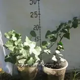 Изображение Плющ обыкновенный - Hedera helix