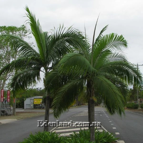 Изображение Диктиосперма белая  - Dictyosperma album