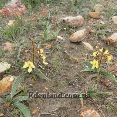 Изображение Вахендорфия метельчатая - Wachendorfia paniculata