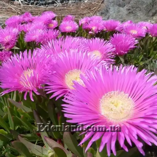 Изображение Карпобротус вкусный  - Carpobrotus deliciosus