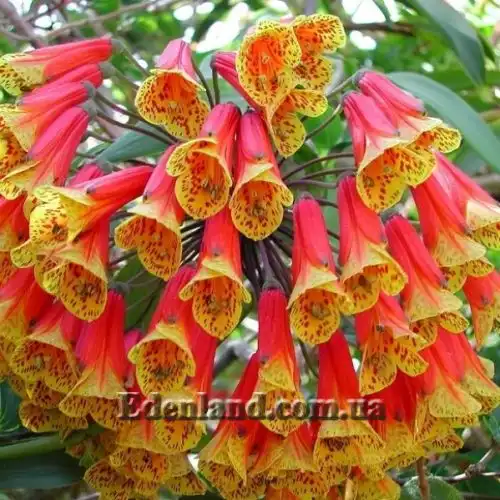 Изображение Бомарея многоцветковая  - Bomarea multiflora