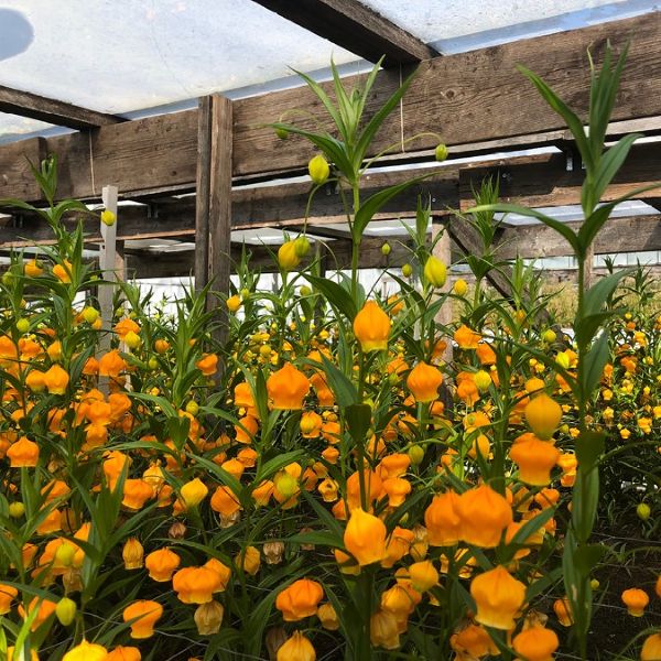 Изображение растения в теплице