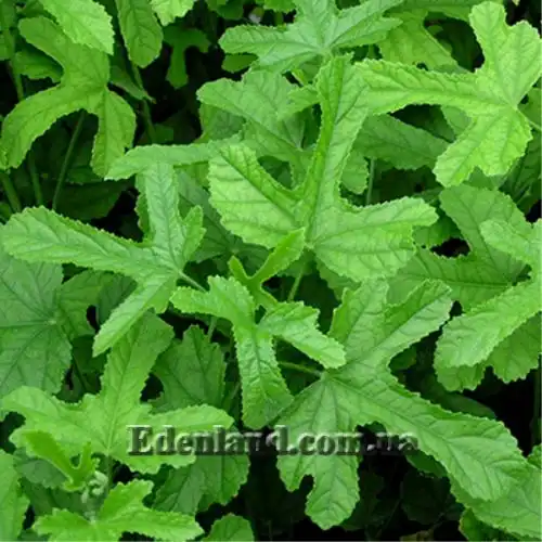 Зображення Гібіскус довгоножковий - Hibiscus pedunculatus 