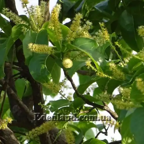Изображение Терминалия Чебула   - Terminalia chebula 