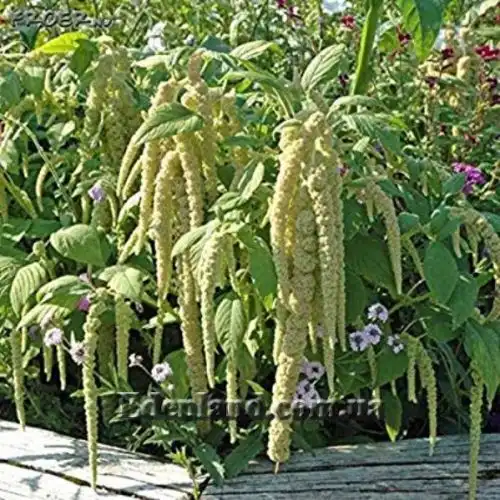 Изображение Амарант хвостатый белый - Amaranthus caudatus var.albiflorus