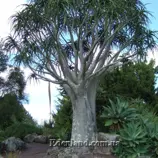 Изображение Алоидендрон Барбер  - Aloidendron barberae