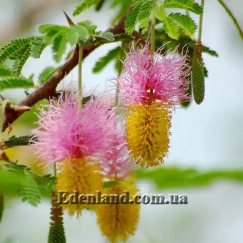 Зображення Дихростахіс попелястий - Dichrostachys cinerea