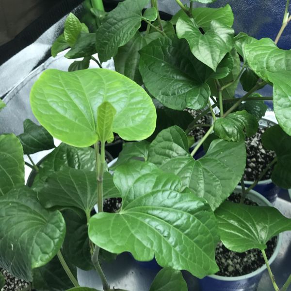 Изображение молодые растения 