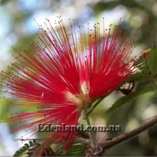 Каллиандра Хьюстона     - Calliandra houstoniana    