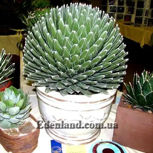 Зображення рослина в горщику