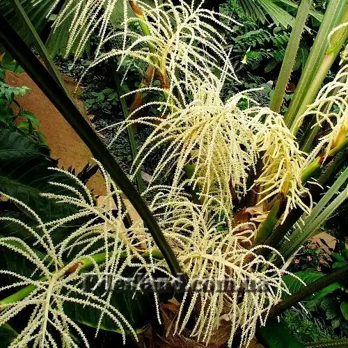 Изображение Ликуала Рамсея  - Licuala ramsayi