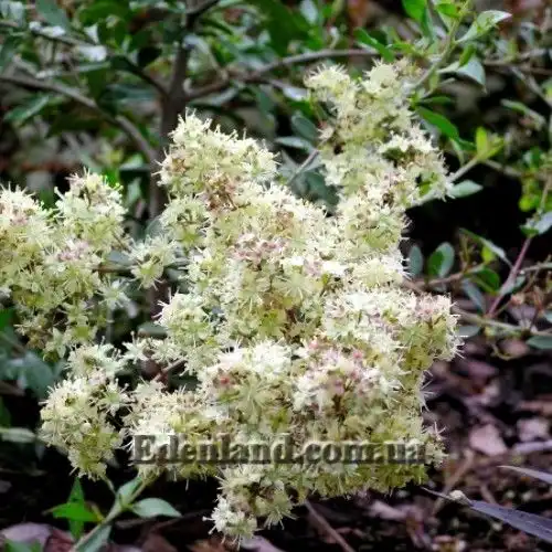 Лавсония неколючая (белая) - Lawsonia inermis (alba)