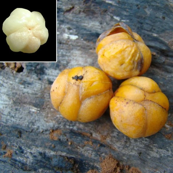 Изображение Дилления пятипестичная  - Dillenia pentagyna 