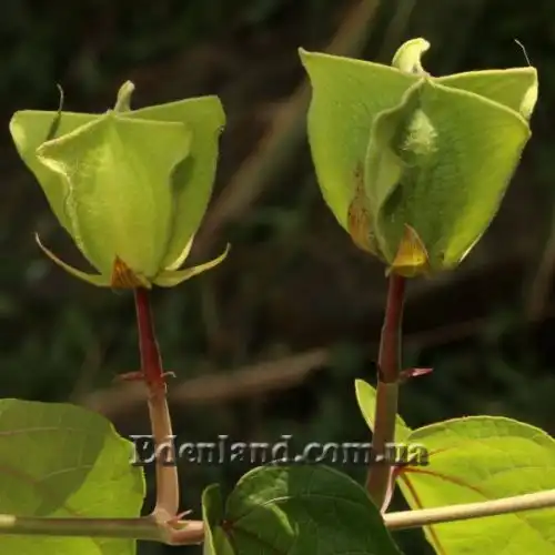 Зображення Аброма велична  - Abroma augusta