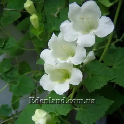 Изображение Маурандия стыдливая (белая)  - Maurandia erubescens (alba)