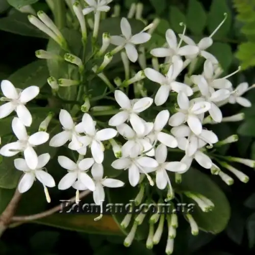 Зображення Паветта поникла - Pavetta revolute