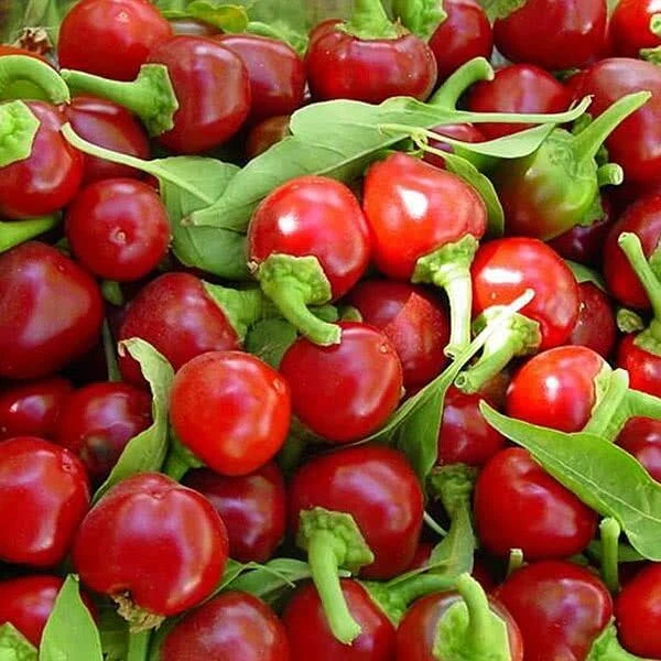Зображення Перець гострий Корал - Capsicum annuum Koral  