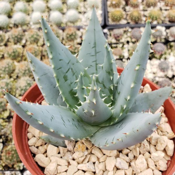 Зображення Алое Пеглер - Aloe peglerae