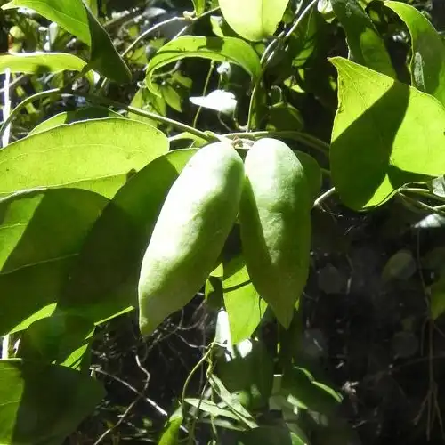 Изображение Лапажерия розовая  - Lapageria rosea