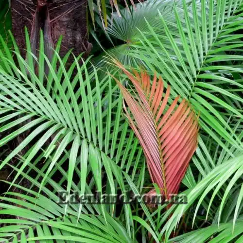 Изображение Дипсис волокнистый - Dypsis fibrosa